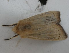 Ichneutica blenheimensis