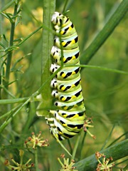 Papilio polyxenes