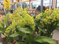 Grammatophyllum scriptum