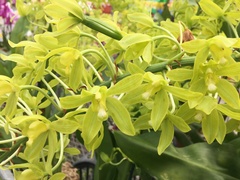 Grammatophyllum scriptum