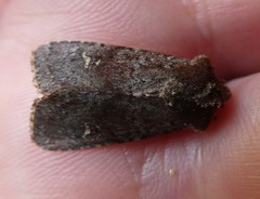 Ichneutica hartii