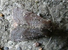 Ichneutica hartii