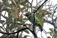 Psilopogon armillaris