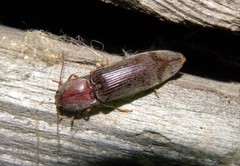 Stenagostus rhombeus