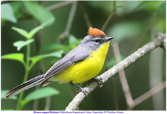 Myioborus brunniceps