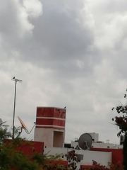 Toxostoma curvirostre