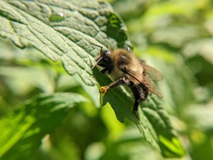 Bombus impatiens