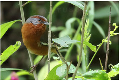 Microspingus erythrophrys