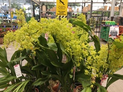 Grammatophyllum scriptum