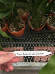 Grammatophyllum scriptum