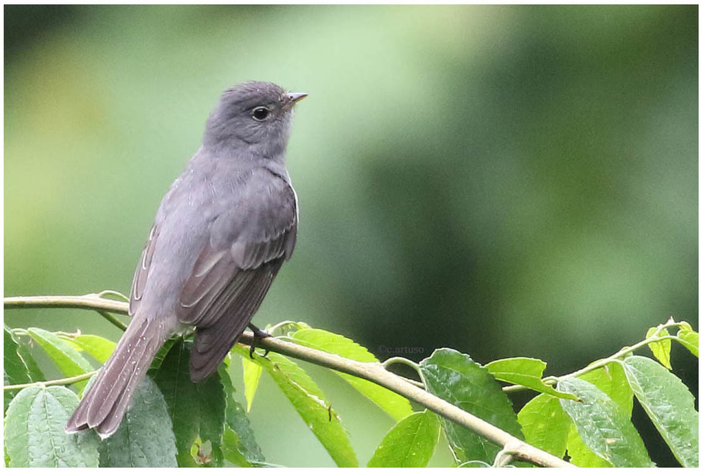 Slaty Elaenia photo