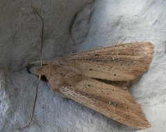 Ichneutica epiastra