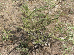 Echium italicum