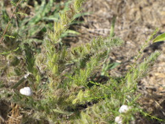 Echium italicum