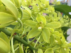 Grammatophyllum scriptum