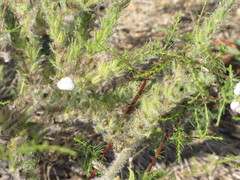 Echium italicum