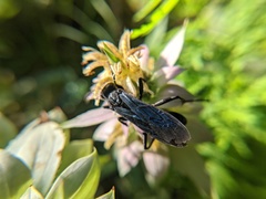 Sphex pensylvanicus