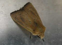 Ichneutica blenheimensis