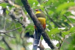Harpactes reinwardtii