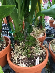 Grammatophyllum scriptum