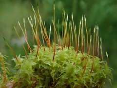 Diobelonella palustris