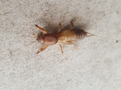 Neocurtilla