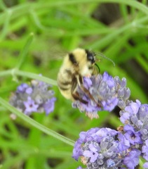 Bombus fervidus