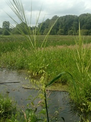 Zizania aquatica