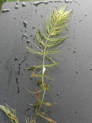 Ceratophyllum echinatum