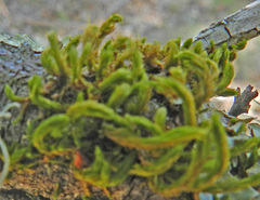 Lepidoziaceae