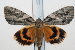 Catocala subnata