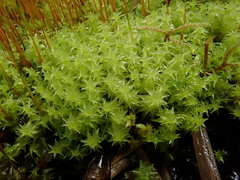 Diobelonella palustris