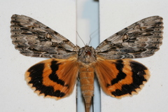 Catocala subnata