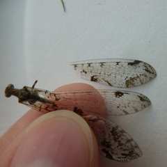 Dendroleon speciosus