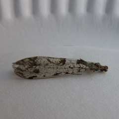 Dendroleon speciosus