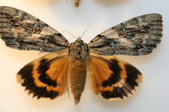 Catocala subnata