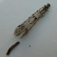 Dendroleon speciosus