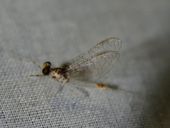 Maccaffertium modestum