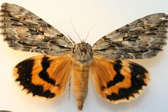 Catocala subnata