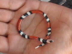 Micrurus laticollaris