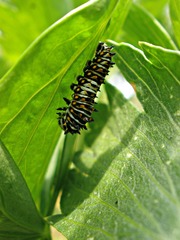 Papilio polyxenes
