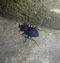 Carabus scabrosus
