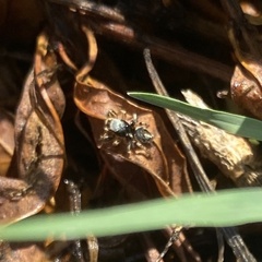 Habronattus schlingeri