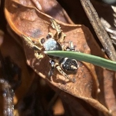 Habronattus schlingeri