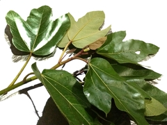 Ficus fulva