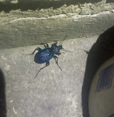 Carabus scabrosus
