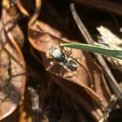 Habronattus schlingeri