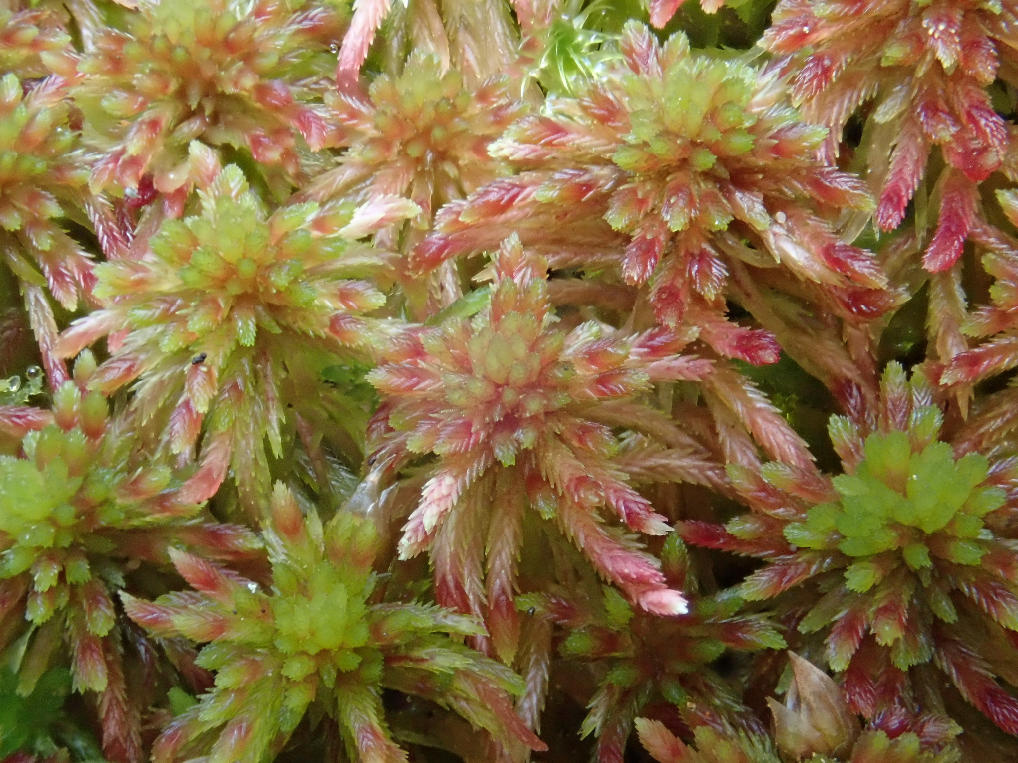 Sphagnum quinquefarium
