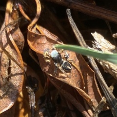 Habronattus schlingeri