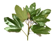 Ficus fulva